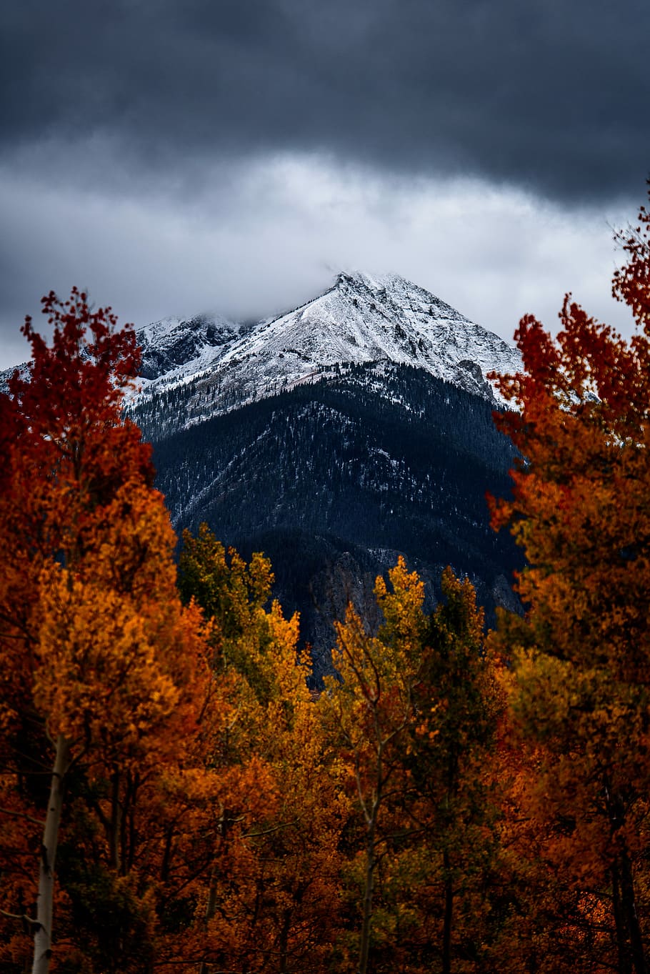 brown leafed trees in front of snow covered mountain under cloudy sky, brown trees near mountain during daytime HD wallpaper