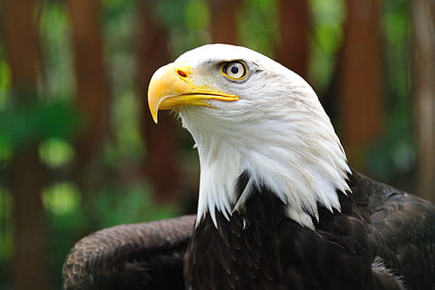 shallow focus photography of bald eagle, selective focus photo of bald eagle HD wallpaper