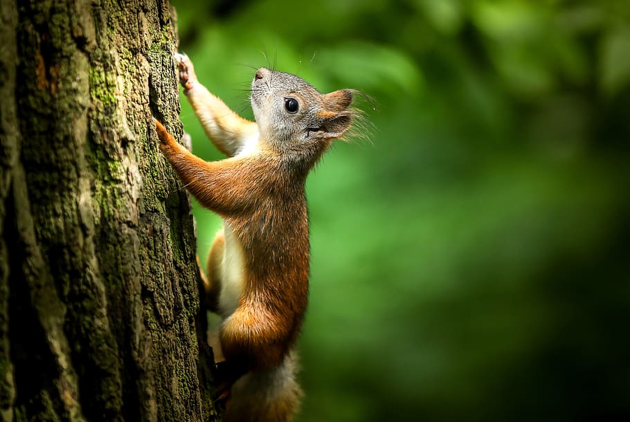 brown squirrel climbing the tree, untitled, forest, rodent HD wallpaper