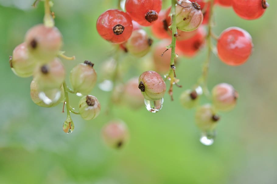 macro photography of water drops and berries, berry, red, nature HD wallpaper