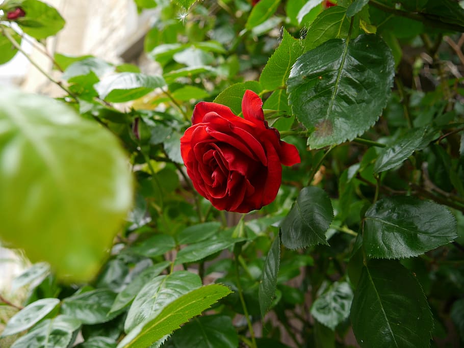 roses, flower, blossom, bloom, pink, pink rose, rose blooms HD wallpaper