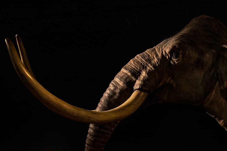 photography of gray elephant, closeup photo of black elephant, HD wallpaper