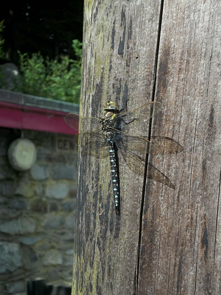dragon fly, insect, summer, animals in the wild, invertebrate HD wallpaper