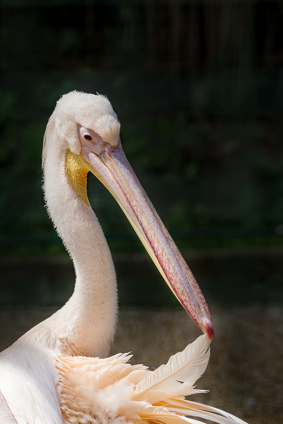 pelican, rosy pelican, great white pelican, pelecanus onocrotalus, HD wallpaper