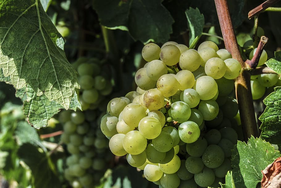 fruit, grapes, creeper, wine, food, white grape, food and drink HD wallpaper