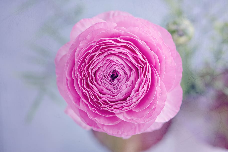 selective focus photography of pink petaled flower, ranunculus HD wallpaper