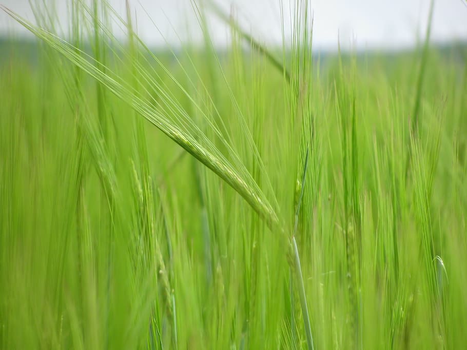 corn, corn field, cereals, agriculture, plant, plants, colors HD wallpaper