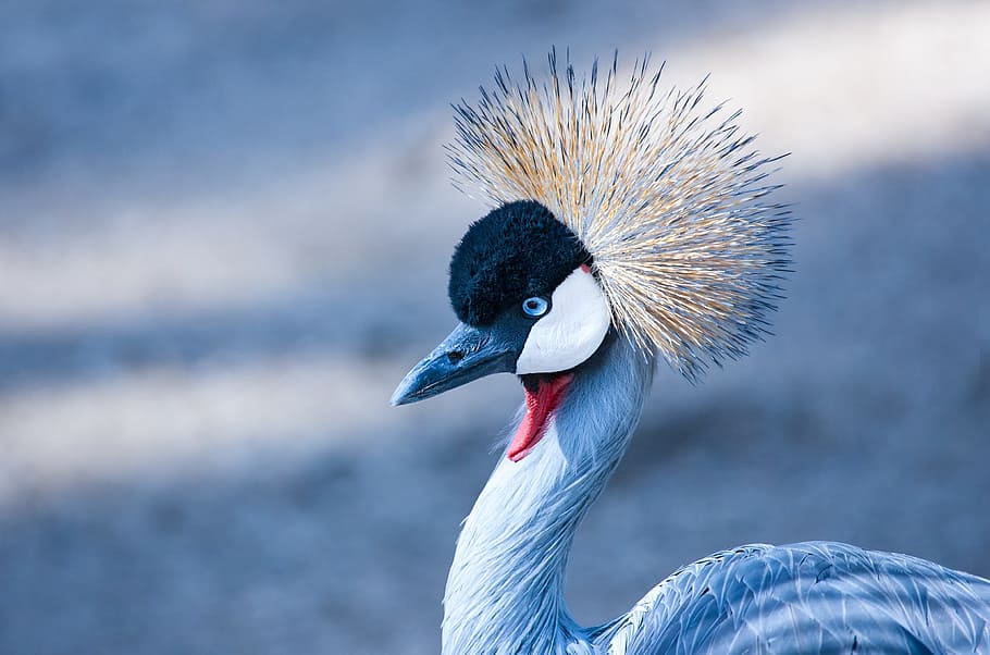 selective focus photography of medium-beaked blue bird, grey crowned crane