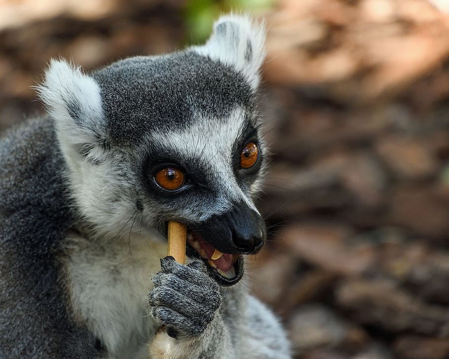 lemur, maki catta, look, portrait, eye, eyes, primate, one animal, HD wallpaper