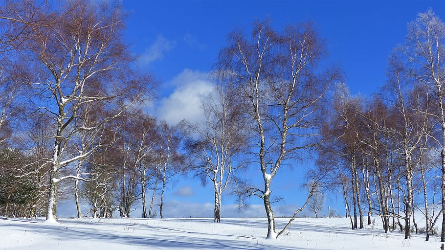 winter, snow, tree, wood, nature, landscape, snowy landscape HD wallpaper
