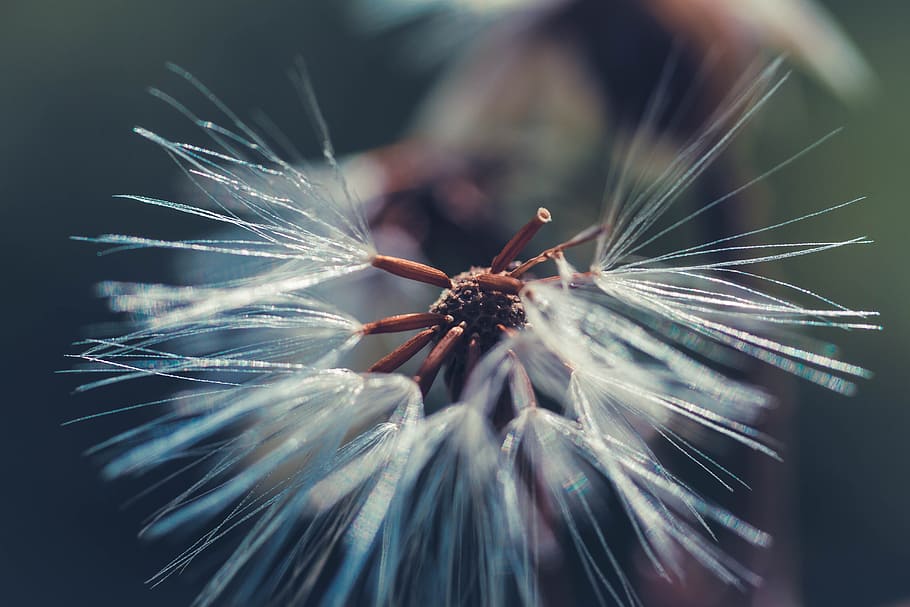 bright, nature, close, flower, of course, spring, summer, dandelion HD wallpaper