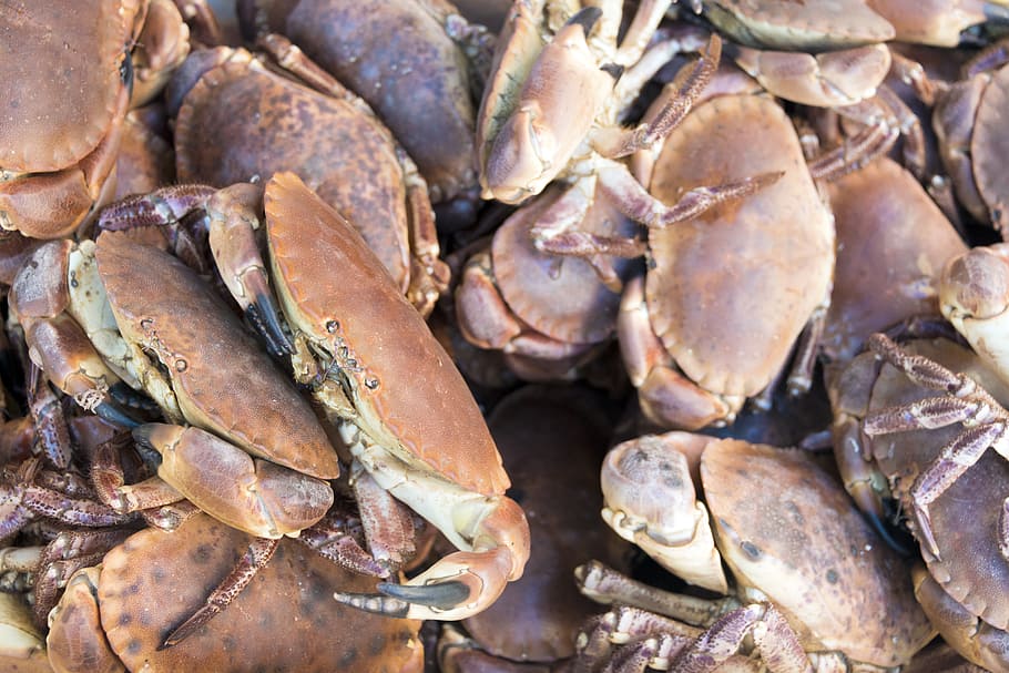 crab, lobster, seafood, shell, animal, fresh, claw, freshness, HD wallpaper