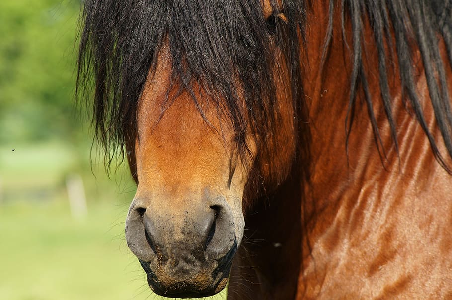 HD wallpaper: horse, head, mane, animal, horse head, black, nostrils ...