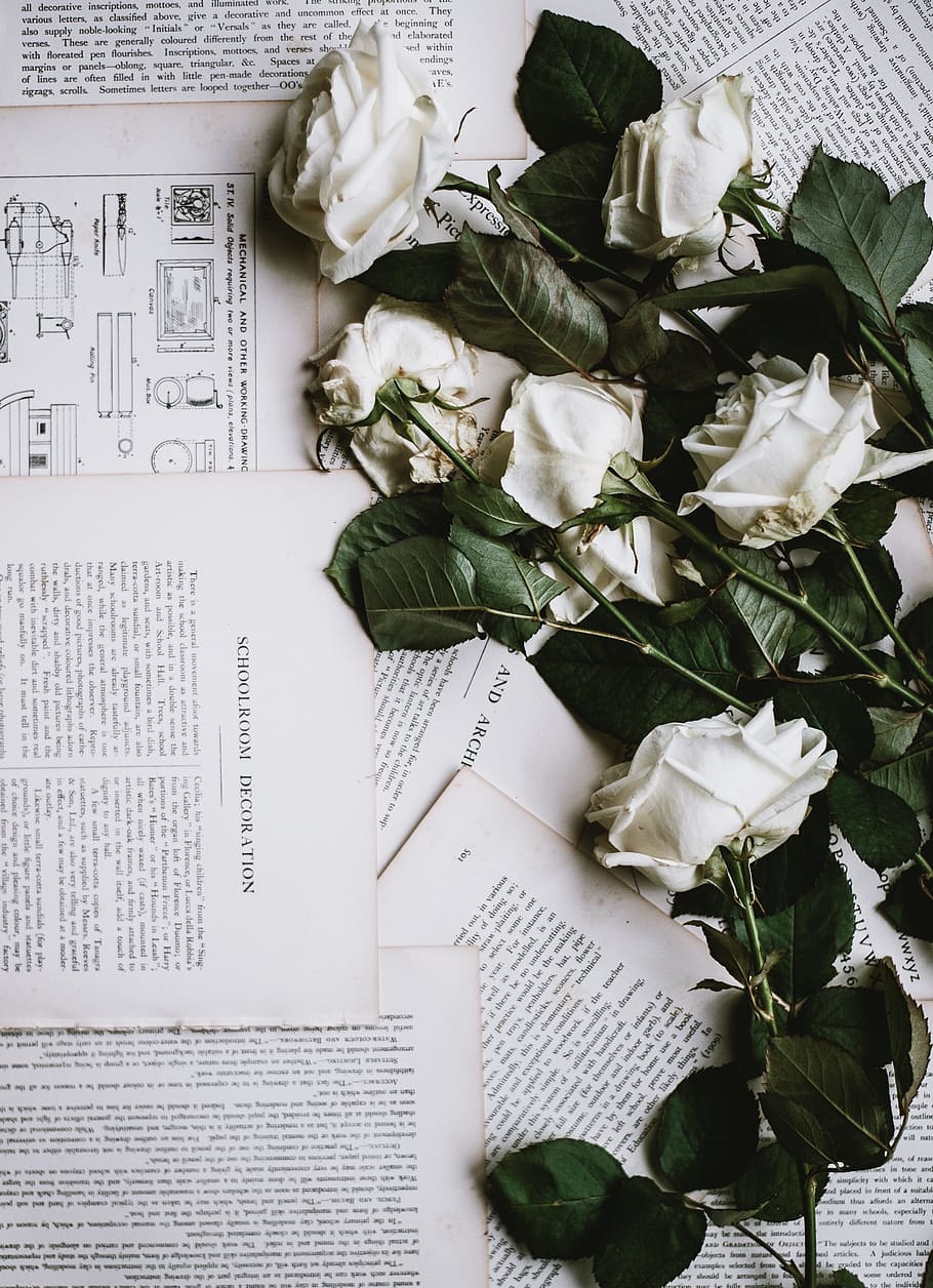 white roses on book pages, flower, letter, leaf, decoration, paper
