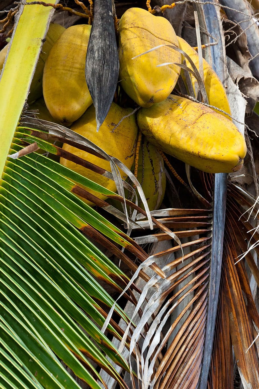 Bunch, Coconut, Coconuts, Food, Fresh, fruit, green, grow, growing HD wallpaper