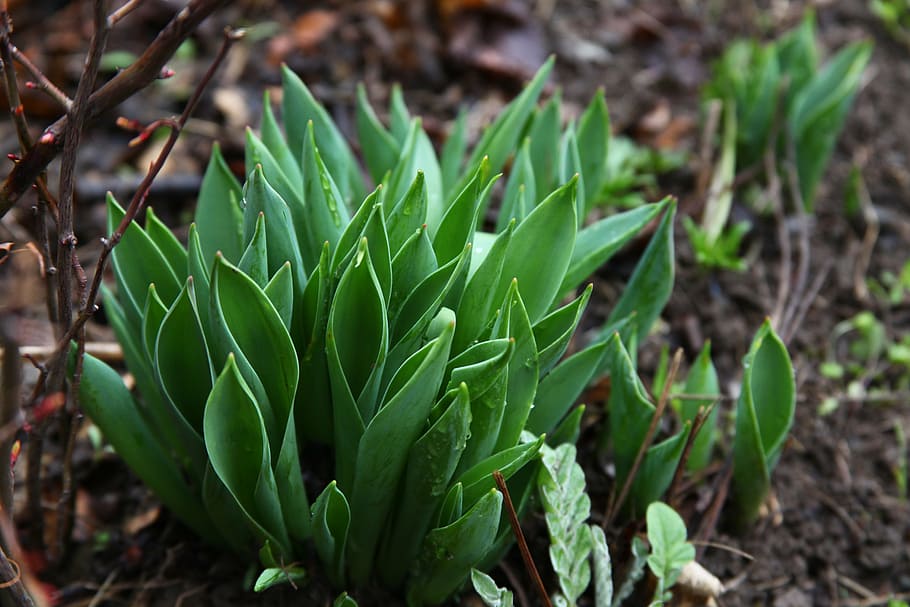 spring, tulips, green grass, nature, plant, leaf, green Color HD wallpaper