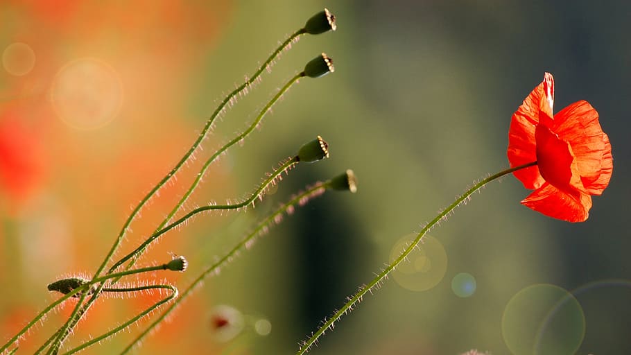 light, flower, nature, plant, close-up, focus on foreground HD wallpaper
