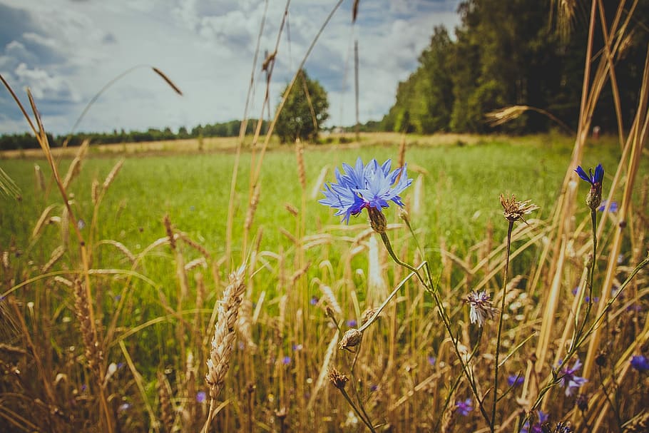 Knapweed, Field, Wild Flowers, blue, grass, blue flower, flowers of the field, HD wallpaper