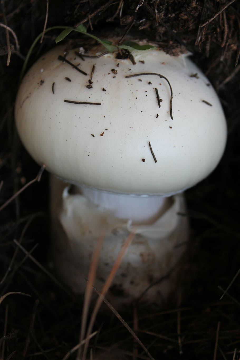 mushroom, white, earth, soil, forest, mountain, nature, moisture