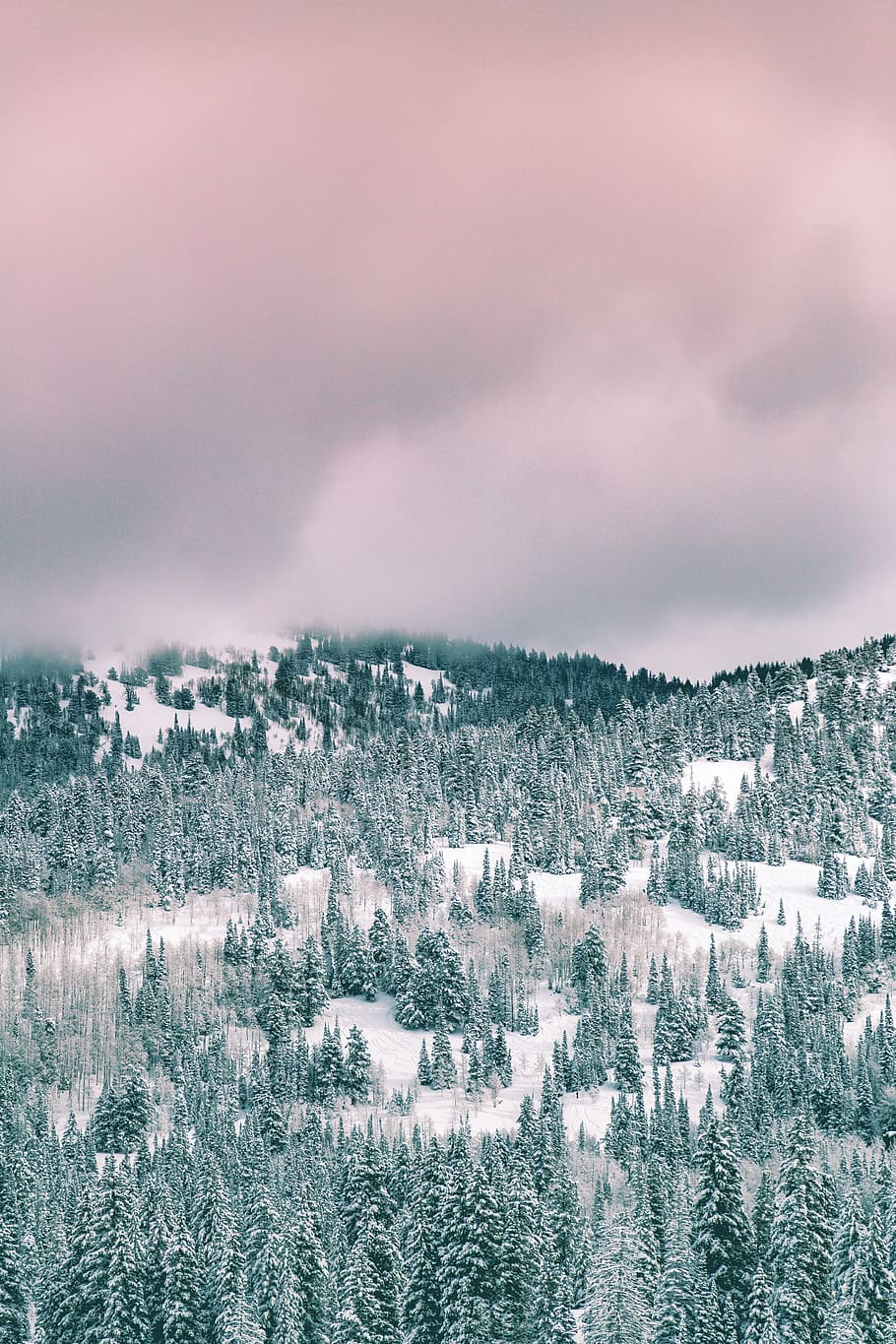 green trees covered by snow under cloudy sky during daytime, mountain covered with snow and fog HD wallpaper