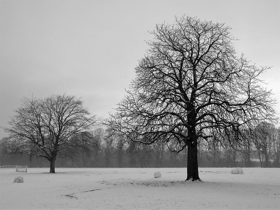 grayscale photo of trees, landscape, wood, winter, fog, snow HD wallpaper