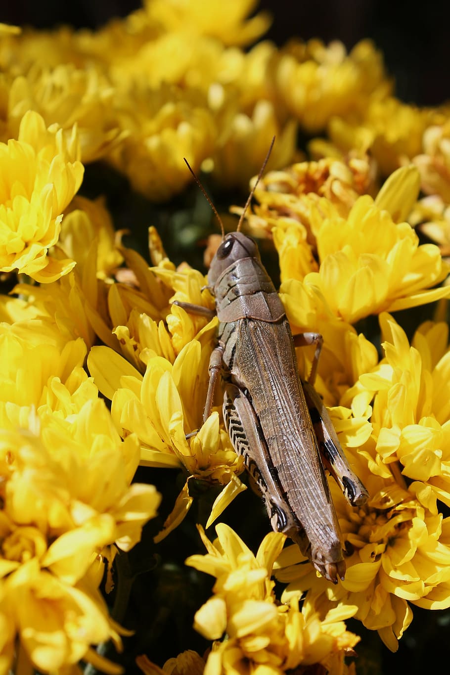 grasshopper, summer, garden, bug, locust, insect, entomology HD wallpaper