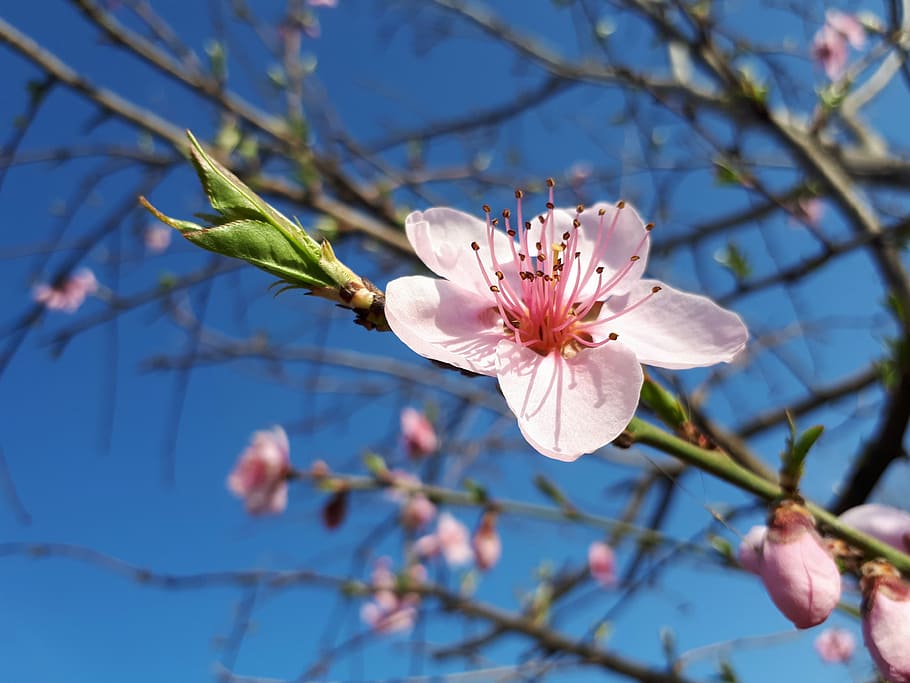branch, tree, flower, cherry, nature, season, plant, bud, outdoors HD wallpaper