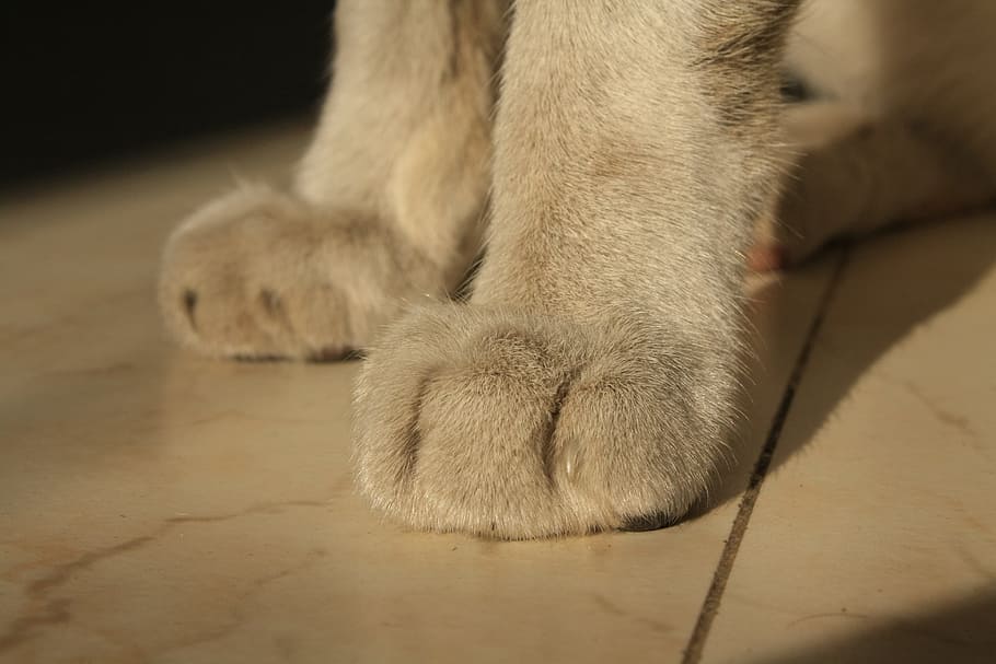 Cat, Paws, Leg, Fur, Close-Up, Animal, white, pet, kitten, feline HD wallpaper