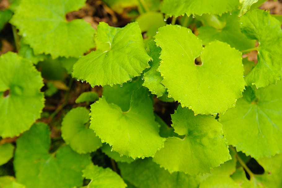 butterbur, leaf, plant, green color, plant part, growth, food HD wallpaper