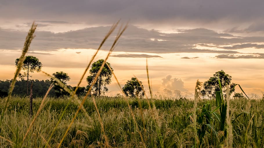 dawn, dusk, field, grass, landscape, rural, sky, sunrise, sunset HD wallpaper