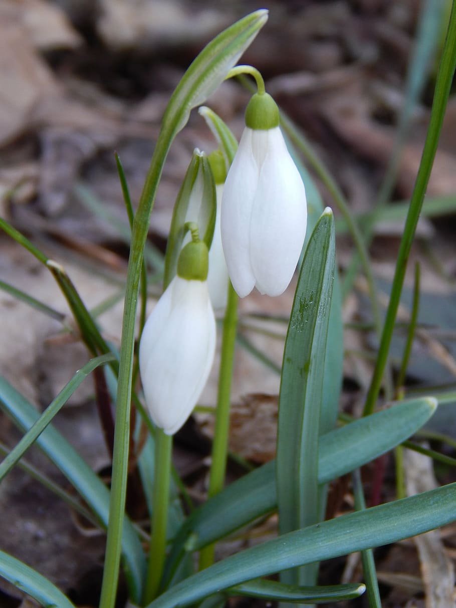 snowdrop, spring, spring flowers, plant, beauty in nature, flowering plant HD wallpaper