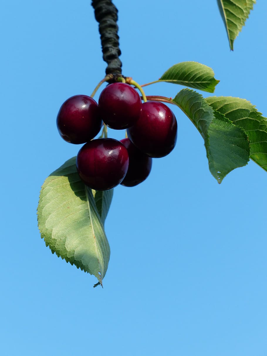 cherry, sweet cherry, red, fruit, healthy, leaves, branch, summer HD wallpaper