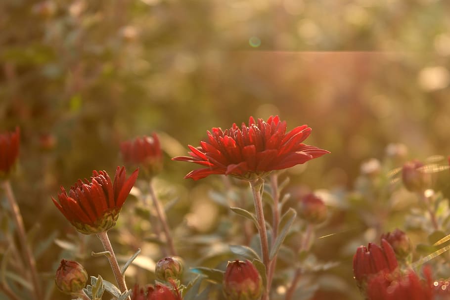 flower, sun rays, red, distinction, flowering plant, beauty in nature HD wallpaper