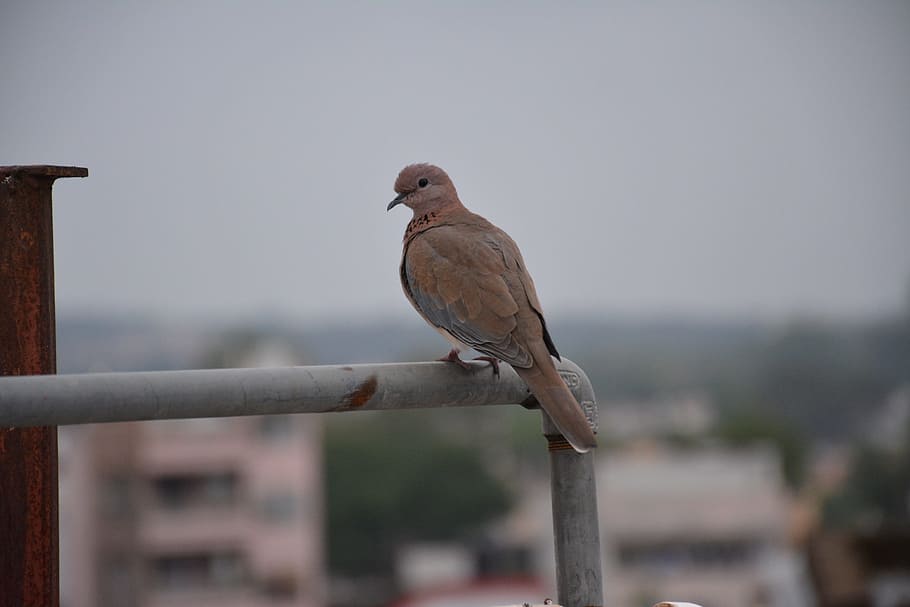 bird, setting, wildlife, animal themes, vertebrate, perching HD wallpaper