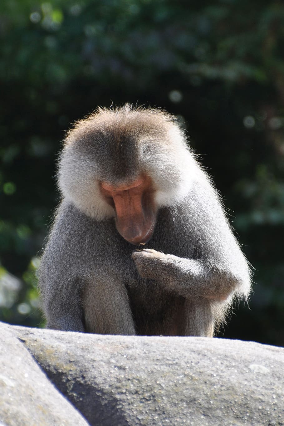 baboon, monkey, animal, sit, examine, grey, zoo, animals in the wild HD wallpaper