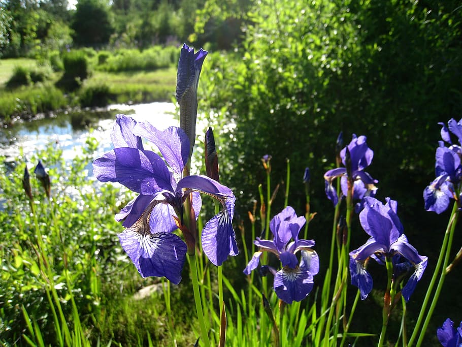strandiris, grass, summer, green, tree, water, flowers, flowering plant HD wallpaper