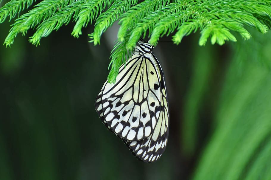 Insect, Butterfly, Nature, one animal, animal themes, butterfly - insect HD wallpaper