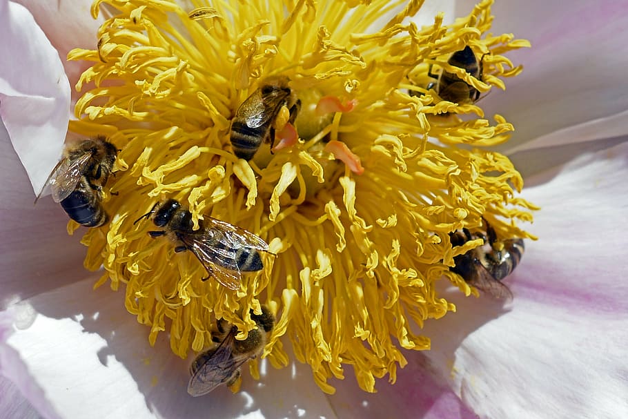bees, pollen, blossom, bloom, peony, flower, yellow, spring HD wallpaper