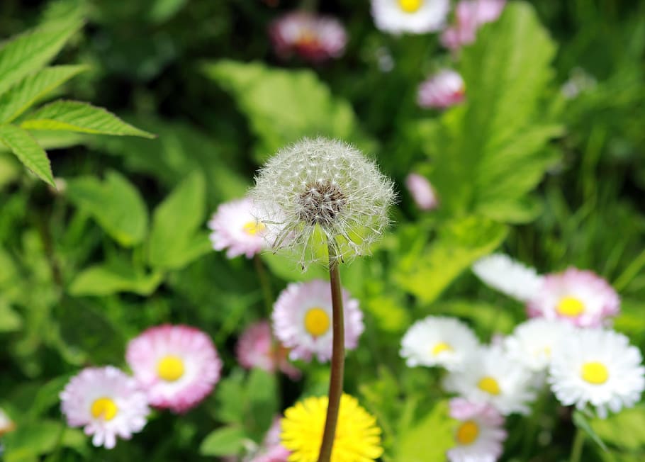 dandelion, spring, nature, flower, plant, yellow, greens, bloom HD wallpaper
