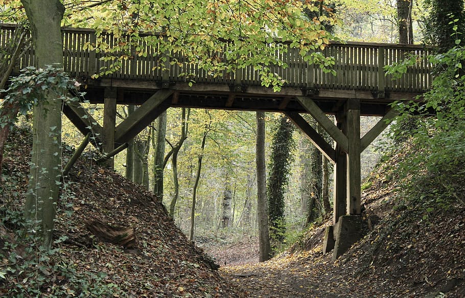 woods, bridge, forest, atmosphere, kamp-lintfort, tree, plant HD wallpaper