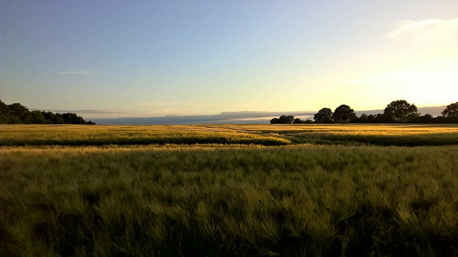 sunset, cornfield, gold, landscape, nature, lighting, summer HD wallpaper