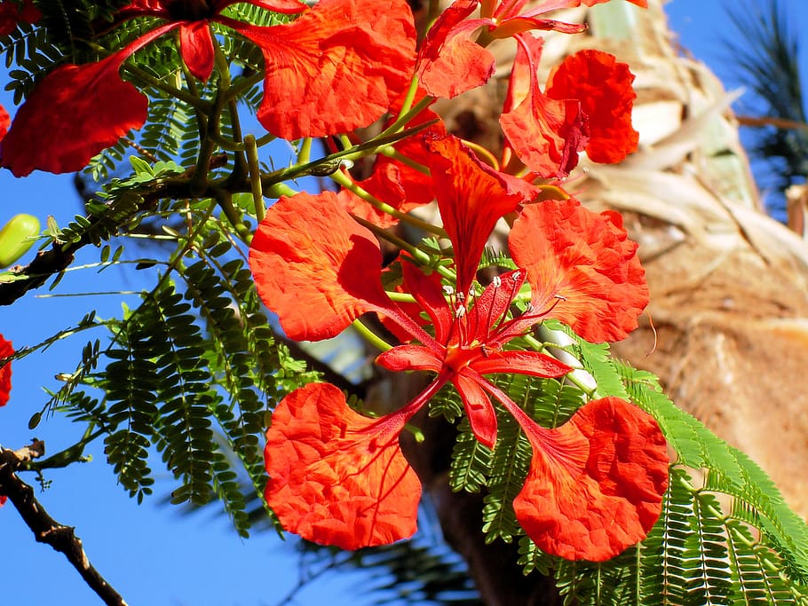 exotic flower, delonix regia, tropic, red, tropical tree, plant