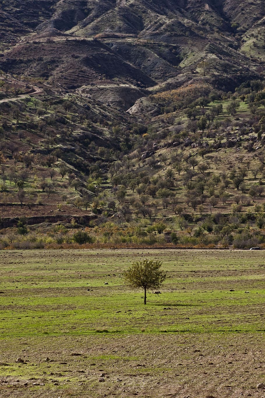 Nature, Mountain, Tree, Landscape, mardin, turkey, grass, spring HD wallpaper