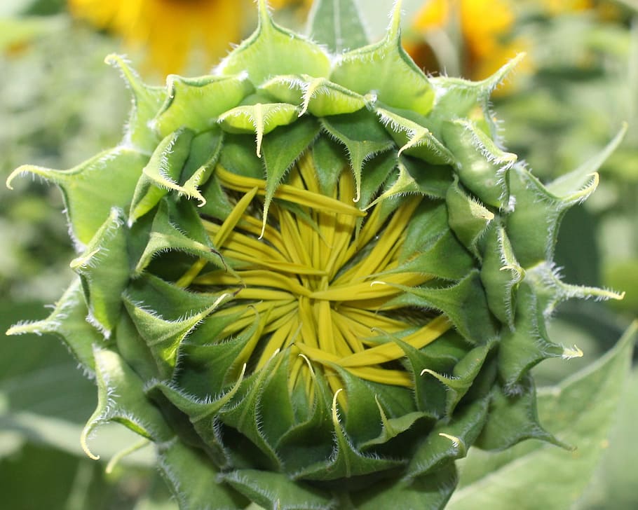 sunflower, bud, plant, close-up, flowering plant, beauty in nature HD wallpaper
