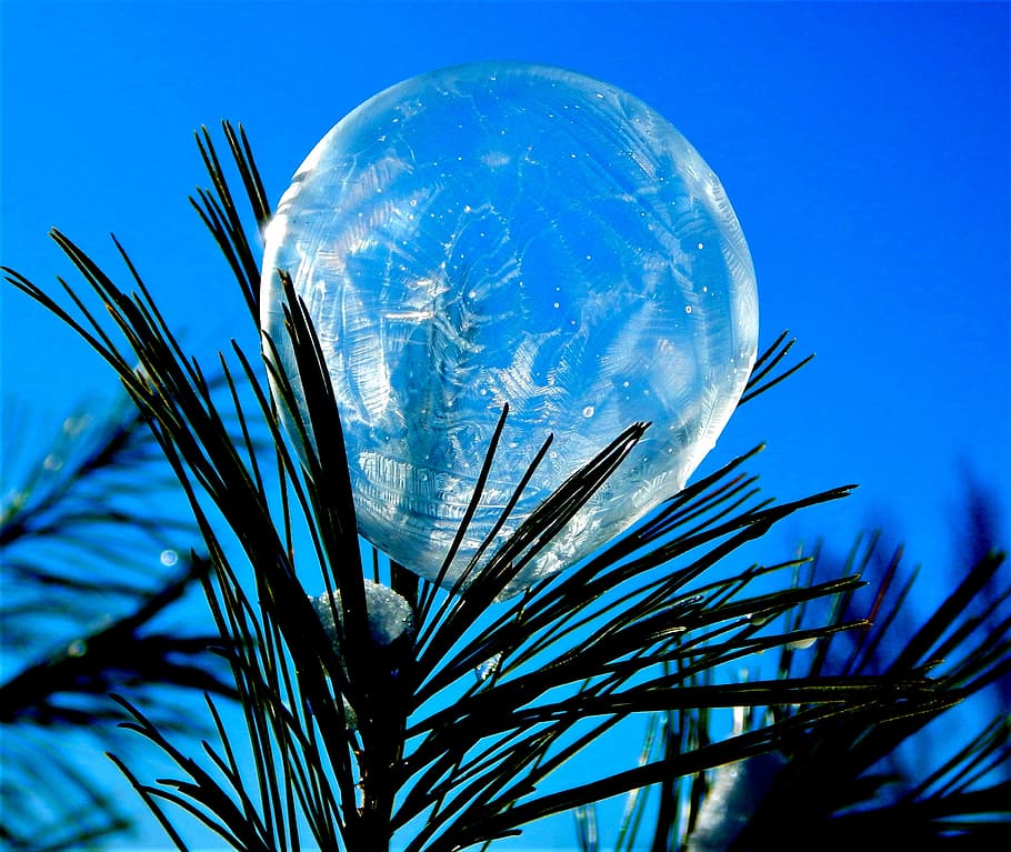 bubble, frozen, ice, pine, sphere, icy, plant, sky, blue, nature HD wallpaper