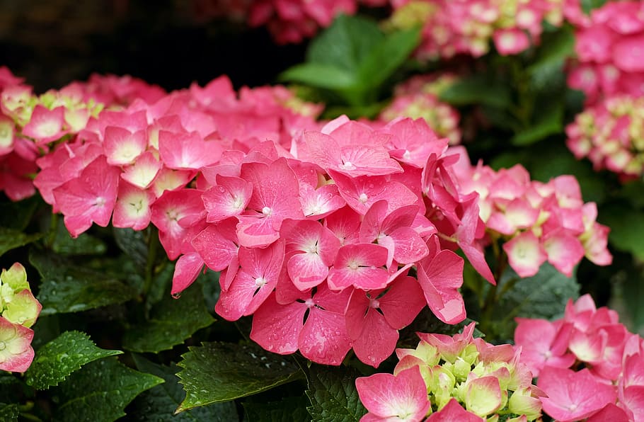macro photography of pink flowers, hydrangea, bloom, garden HD wallpaper