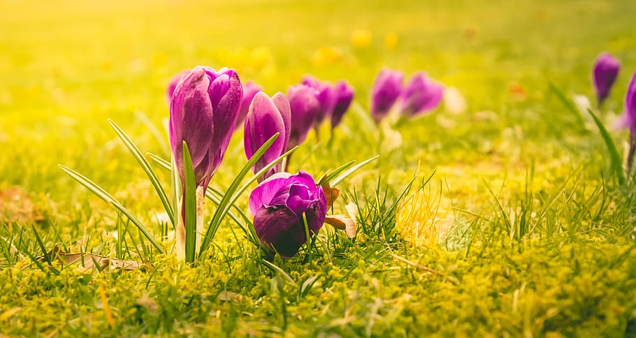 Flower, Crocus, Blossom, Bloom, Plant, spring, purple, garden HD wallpaper