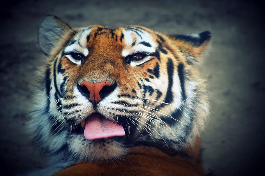 tiger, language, feline, predator, animal, one animal, animal themes HD wallpaper