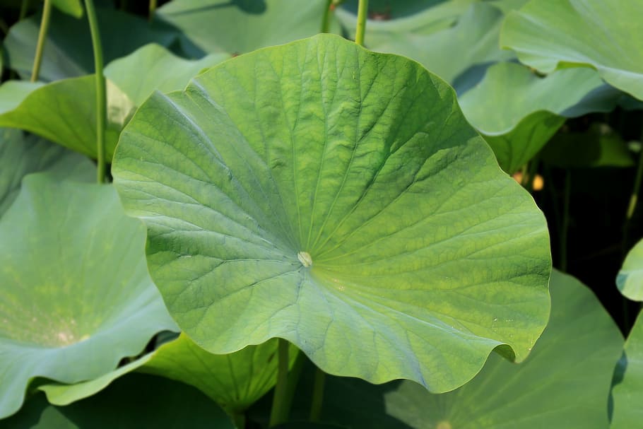 lotus leaf, green, plant, garden, aquatic, flora, natural, nature HD wallpaper