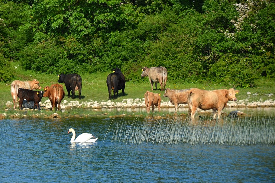 cows, swan, nature, river, bank, landscape, animal themes, group of animals HD wallpaper